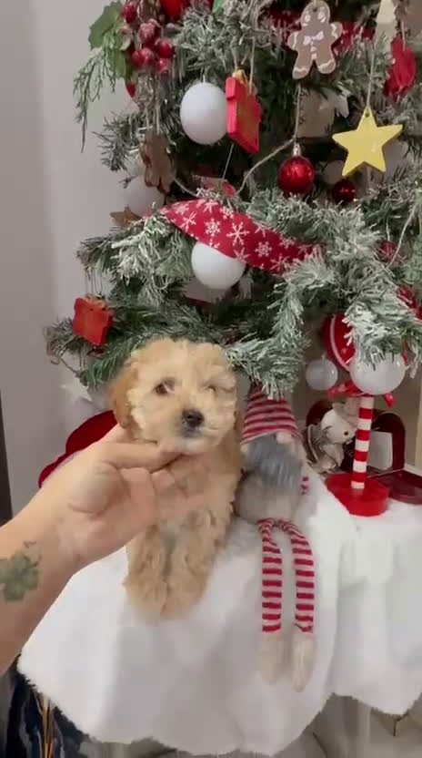 Caniche Toy perros en venta: Caniches - Video 2