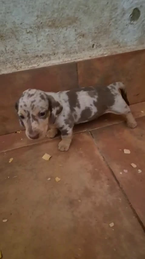 Teckel Miniatura perros en venta: Camada teckel chocolate y arlequín chocolate  - Video 1