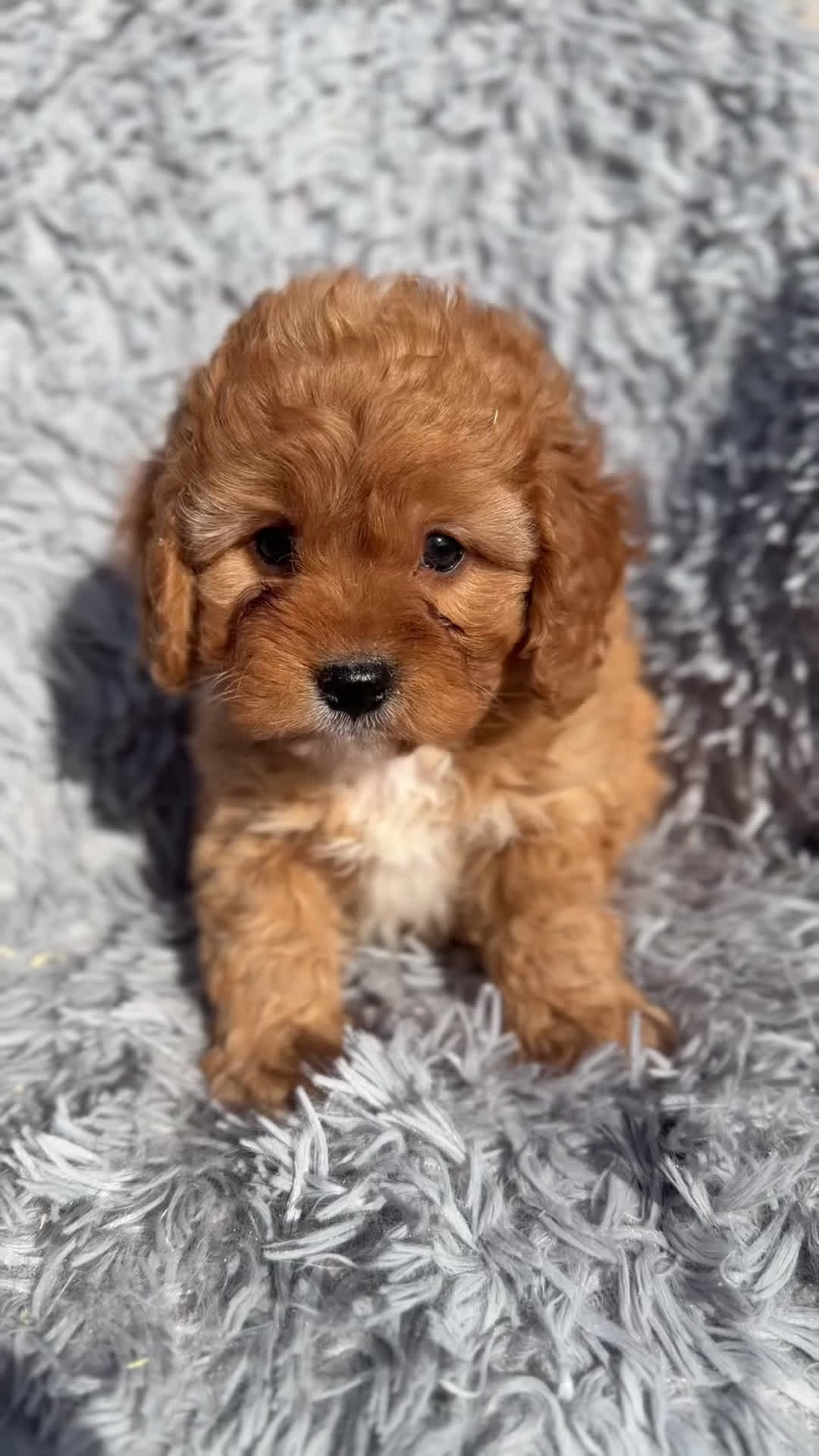 Cavapoo perros en venta: Cavapoo machito rojo  - Video 1