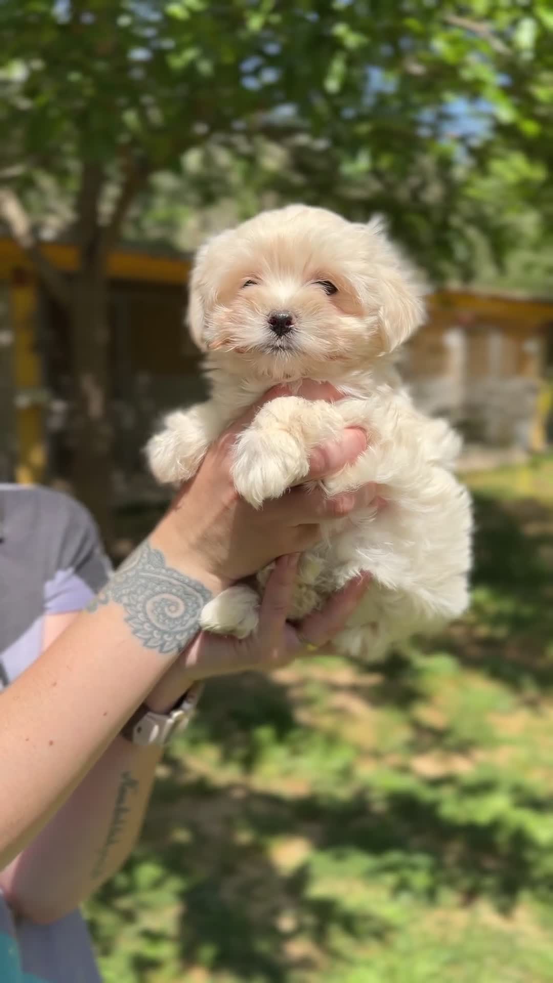 Bichón Maltés perros en venta: Bichón maltés americana Toy  - Video 1