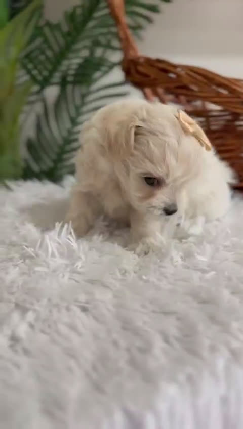 Maltipoo perros en venta: MALTIPOO MACHO - Video 1