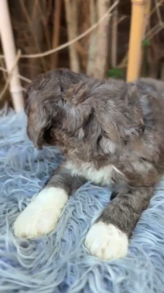 Caniche Mediano perros en venta: Caniche mediano - Video 1