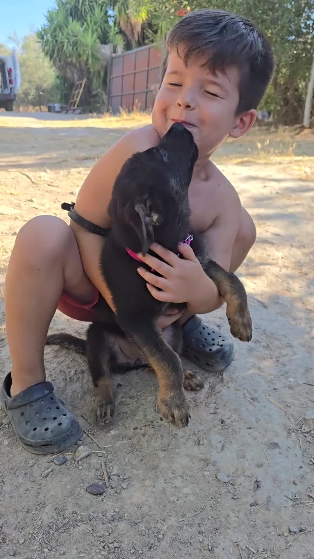 Pastor Alemán perros en venta: Pastor alemán línea de trabajo  - Video 1