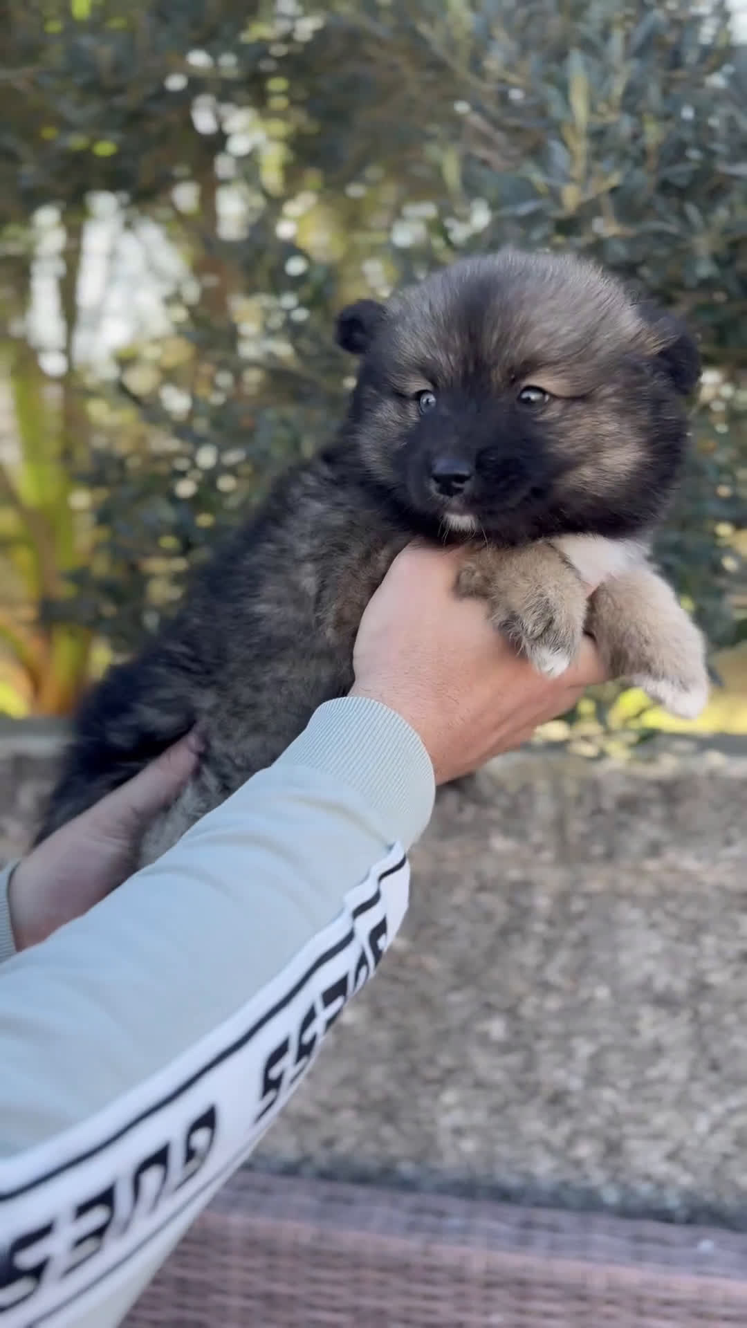 Pomsky perros en venta: Pomsky en Illes Balears - Video 1