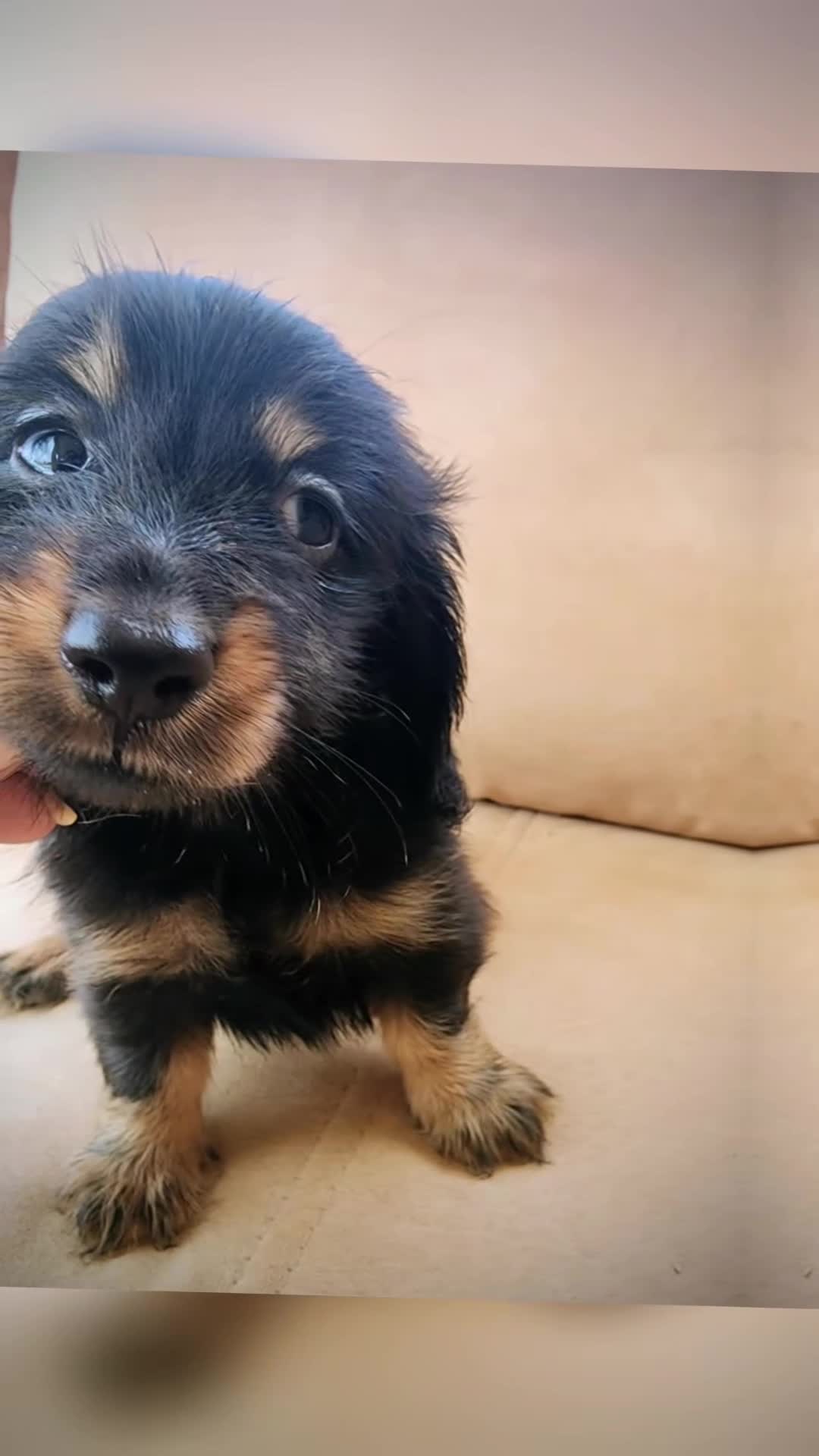 Teckel perros en venta: Teckel kanichen pelo largo negro fuego precio real - Video 1