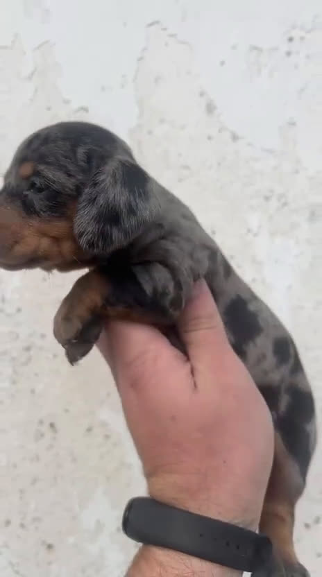 Teckel Miniatura perros en venta: Teckel Kanichen  - Video 1