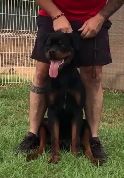 Rottweiler perros en venta: ROTTWEILER DISPONIBLE - Video 1