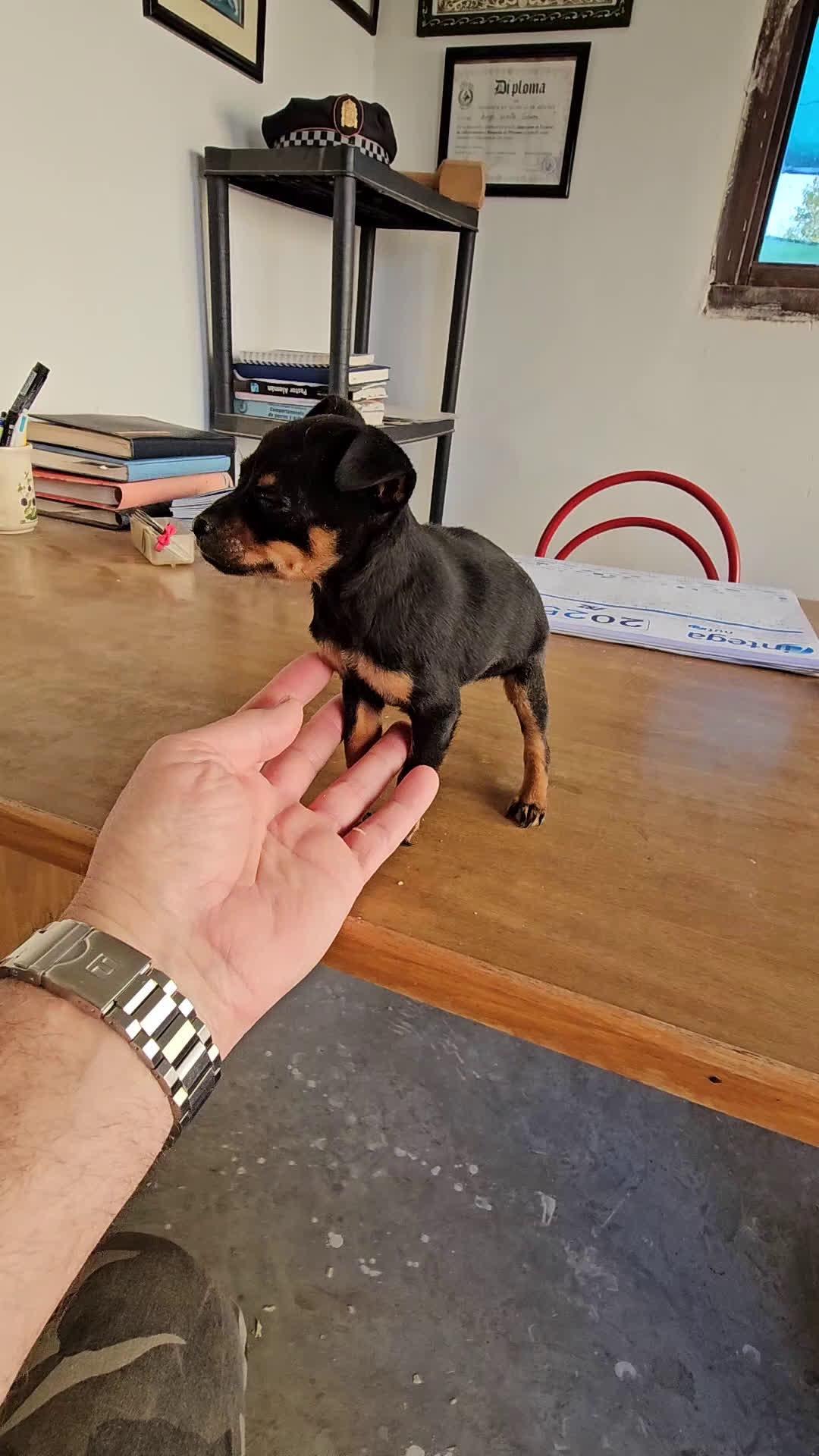 Pinscher Miniatura perros en venta: Espectaculares mini pincher  - Video 1