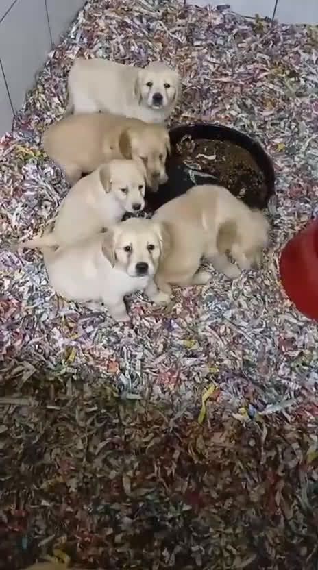 Golden Retriever perros en venta: Hembras de Golden retriever - Video 1