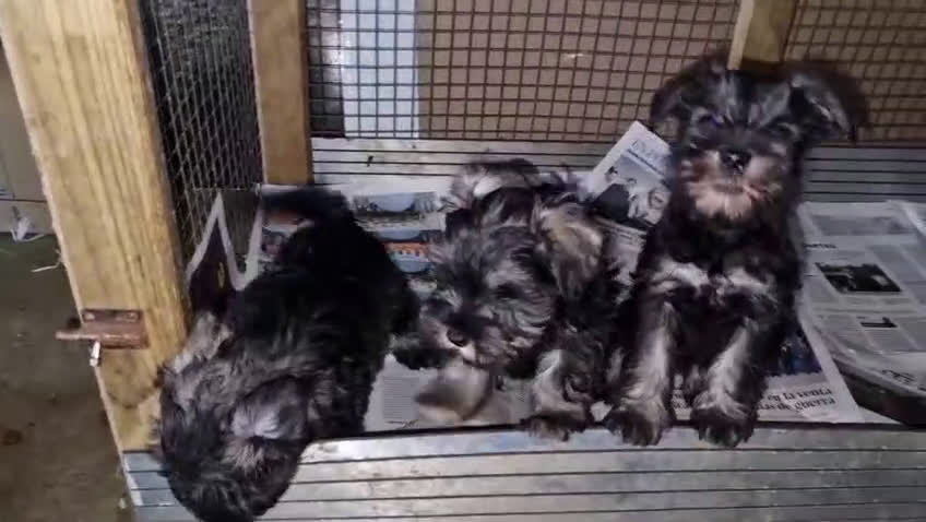 Schnauzer Miniatura perros en venta: Cachorros de Schnauzer miniatura sal y pimienta  - Video 1