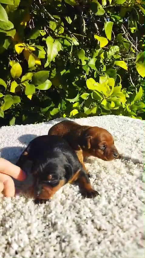 Pinscher Miniatura perros en venta: Mini pinscher negros y rojos  - Video 3