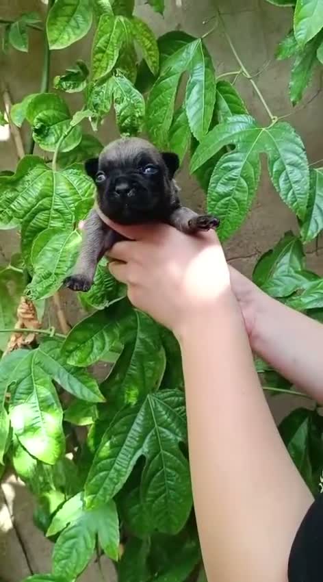 Bulldog Francés perros en venta: Bulldog frances - Video 1