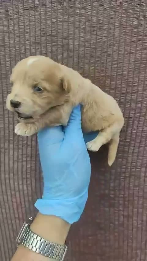 Maltipoo perros en venta: Maltipoo - Video 5