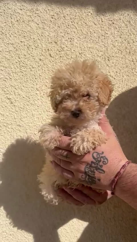 Raza Mixta perros en venta: Caniche enano  - Video 1