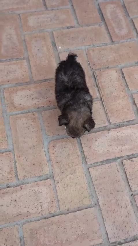 Chihuahua perros en venta: Camada Sopa Chihuahua  - Video 3