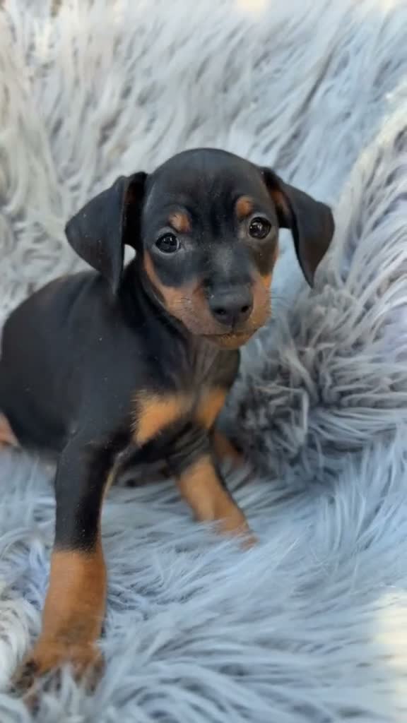 Pinscher Miniatura perros en venta: Pinscher miniatura  - Video 1