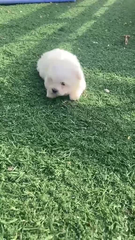 Bichón Maltés perros en venta: Bichon maltés americano - Video 2