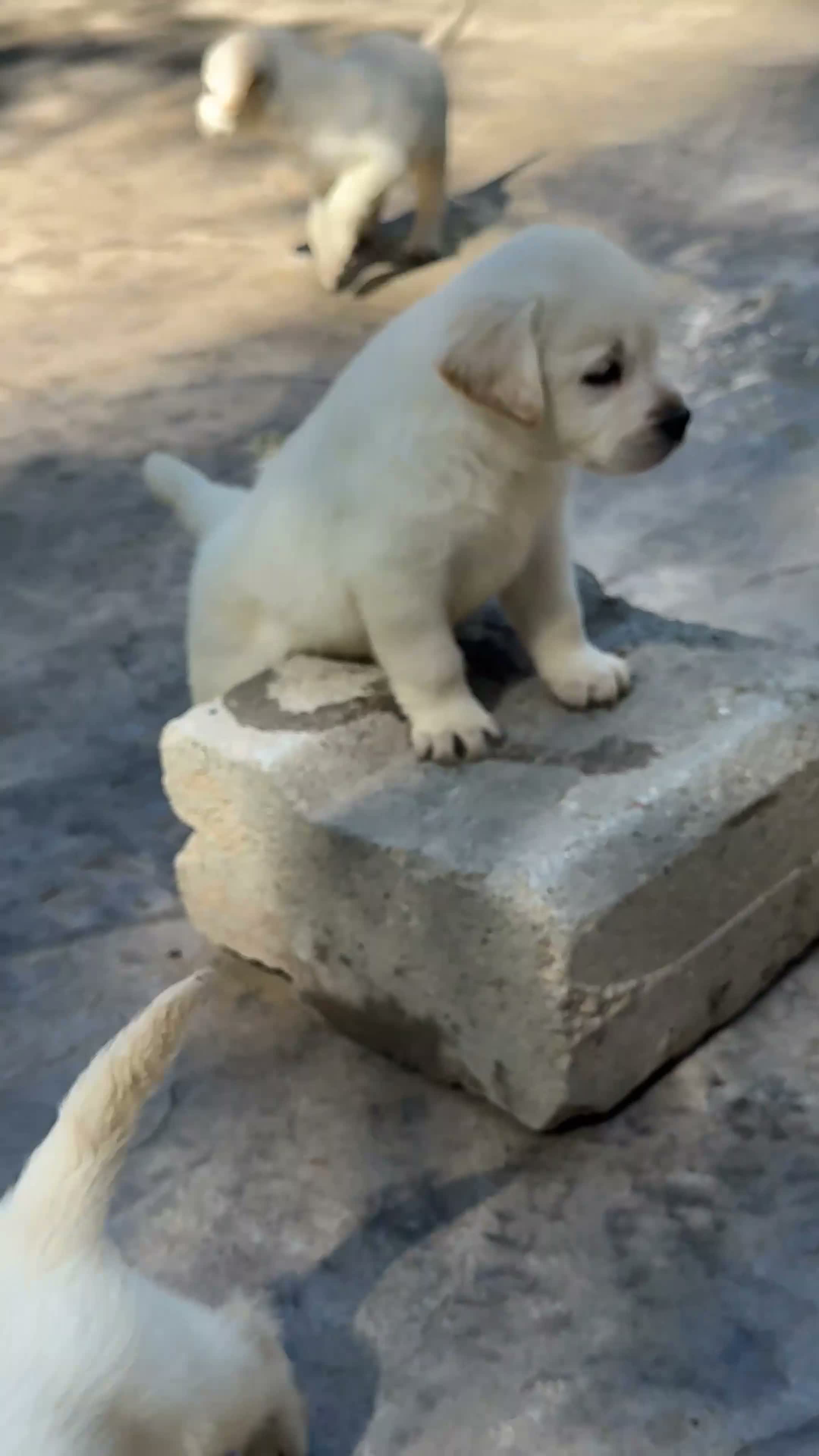 Labrador Retriever perros en venta: CADELLS DE LABRADOR RETRIEVER 🤎🐶 - Video 1