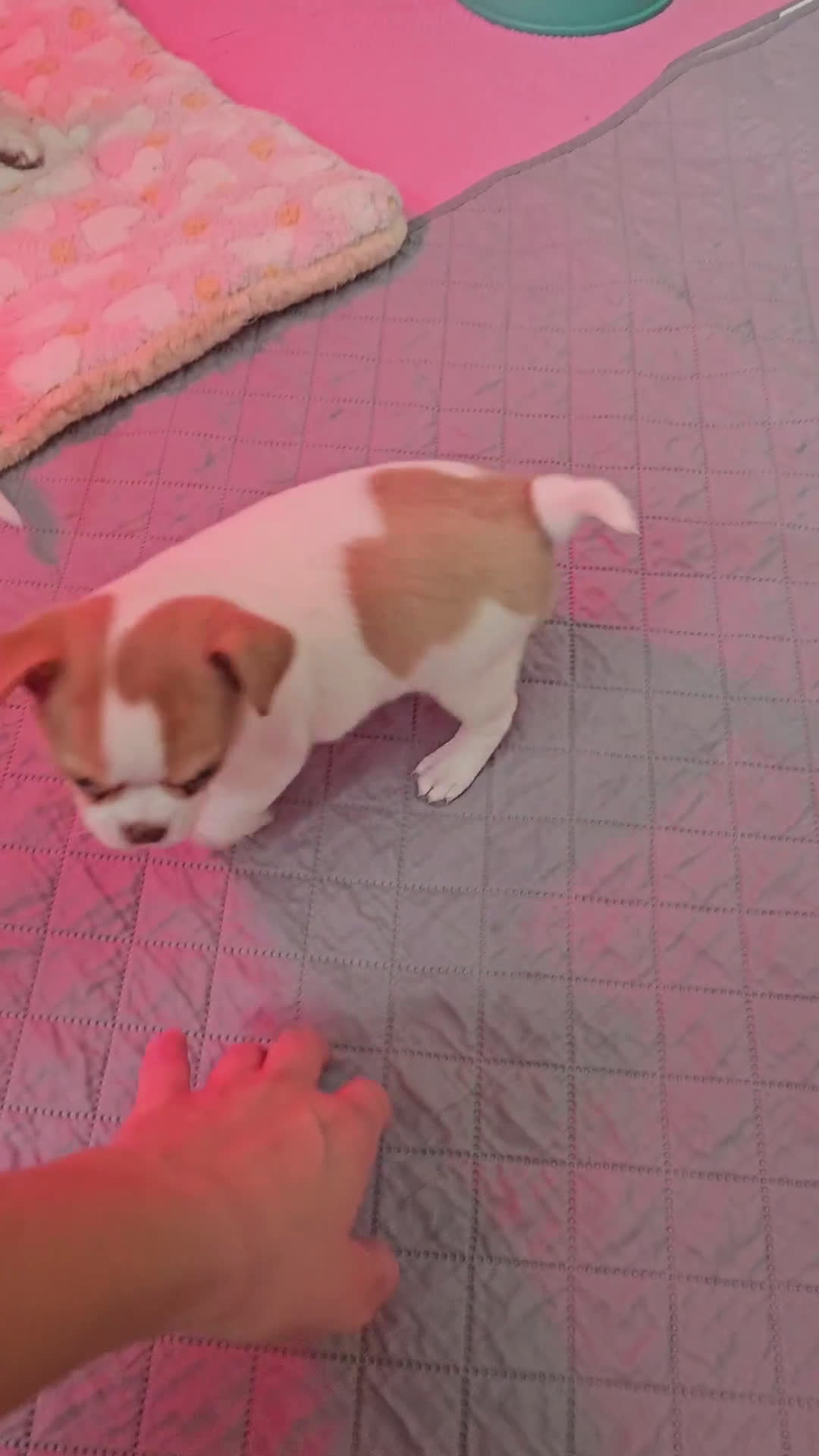 Chihuahua perros en venta: Chihuahua miniatura  - Video 1
