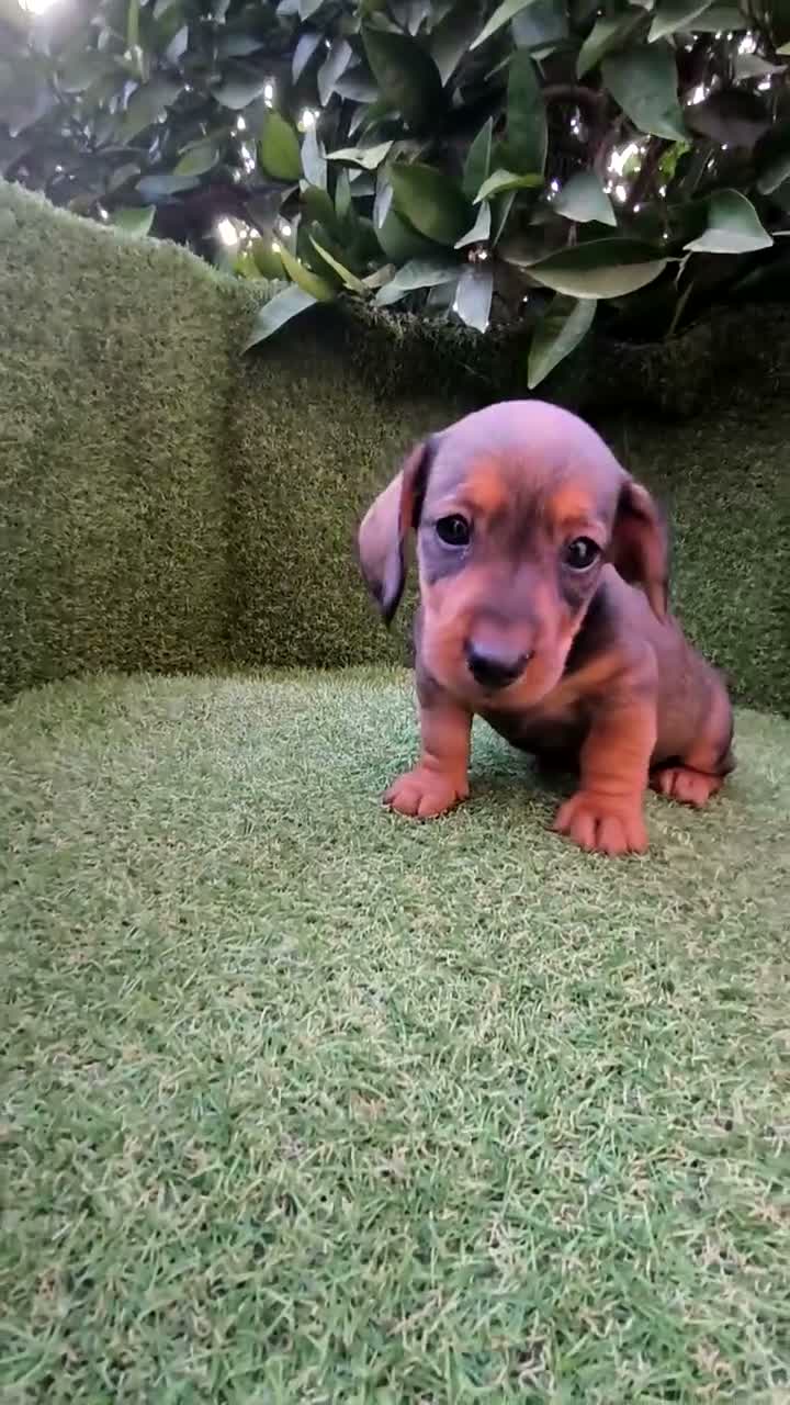 Teckel Miniatura perros en venta: teckel miniatura  - Video 4