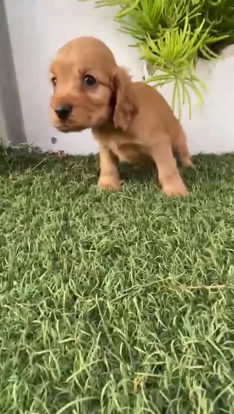 Cocker Spaniel Inglés perros en venta: Cocker spanish ingles americano machos  - Video 1