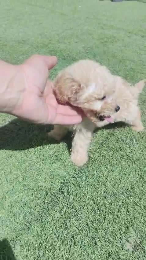 Caniche Toy perros en venta: Ultimo de la camada❗❗❗❗❗ en Toledo - Video 1