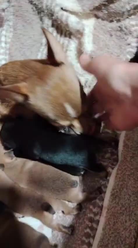 Chihuahua perros en venta: Chihuhua  - Video 1