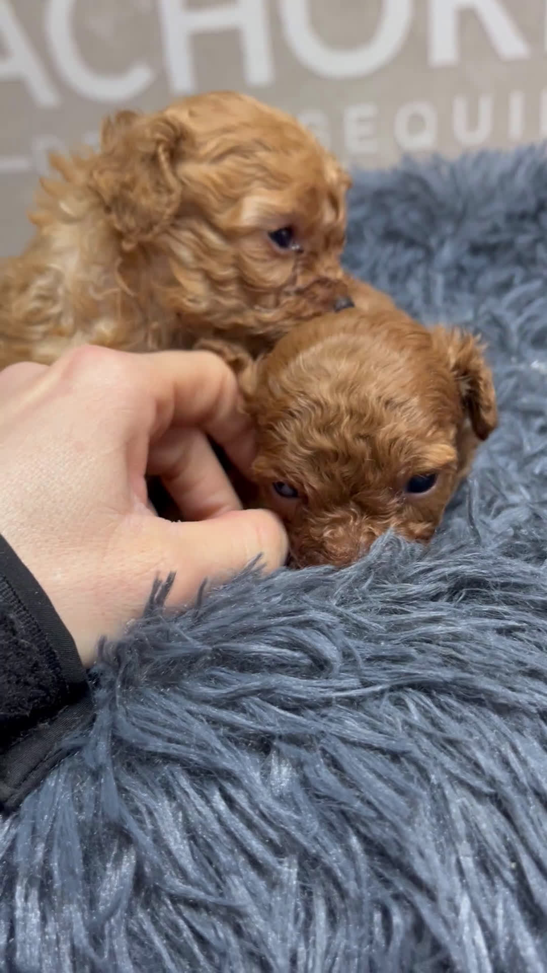 Caniche Toy perros en venta: Caniche Toy  - Video 1