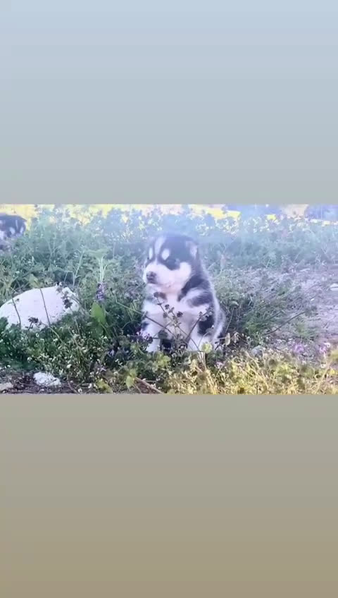 Husky Siberiano perros en venta: Husky siberiano  - Video 1
