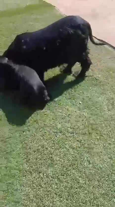 Cocker Spaniel Inglés perros en venta: Cocker spaniel inglés  - Video 2