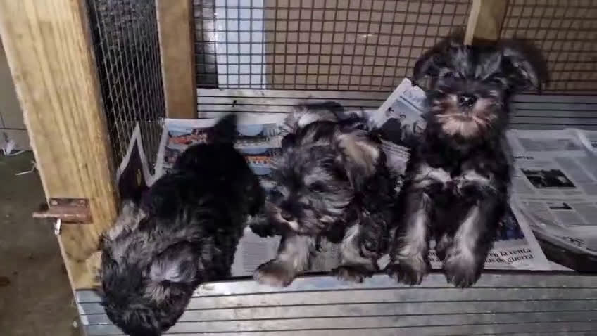 Schnauzer Miniatura perros en venta: Cachorros de Schnauzer miniatura sal y pimienta  - Video 1