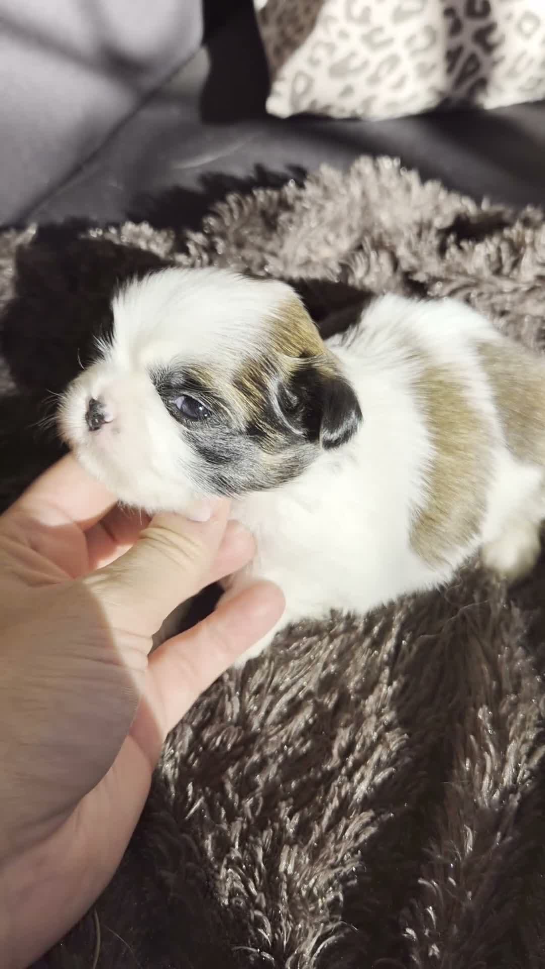 Shih Tzu perros en venta: Shik tzu - Video 2