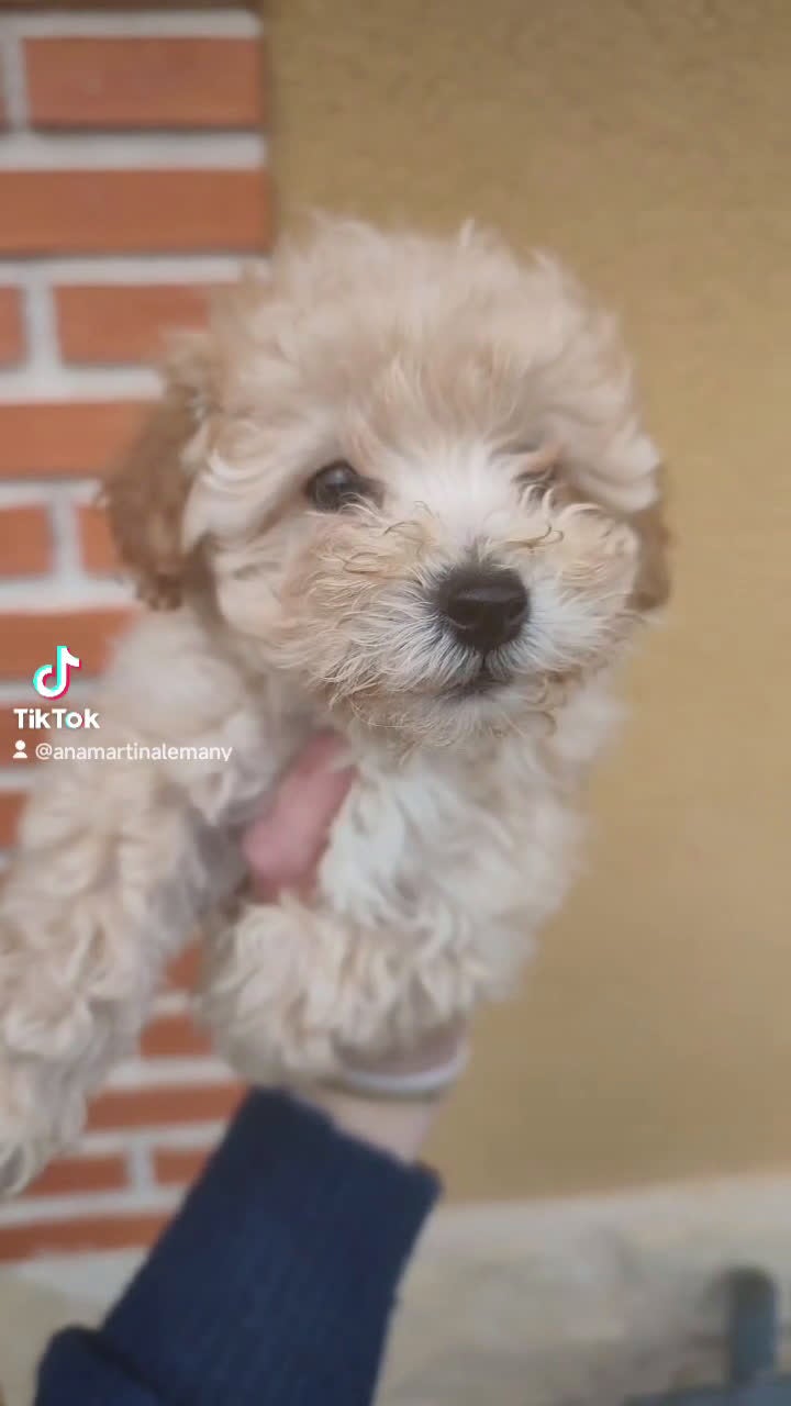 Caniche Toy perros en venta: Listos para entregar caniche toy  - Video 1
