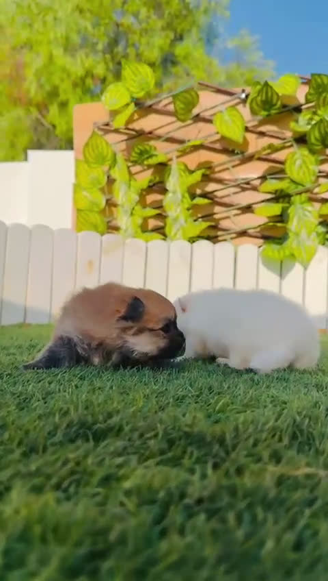 Pomerania perros en venta: POMERANIAS HEMBRAS - Video 1