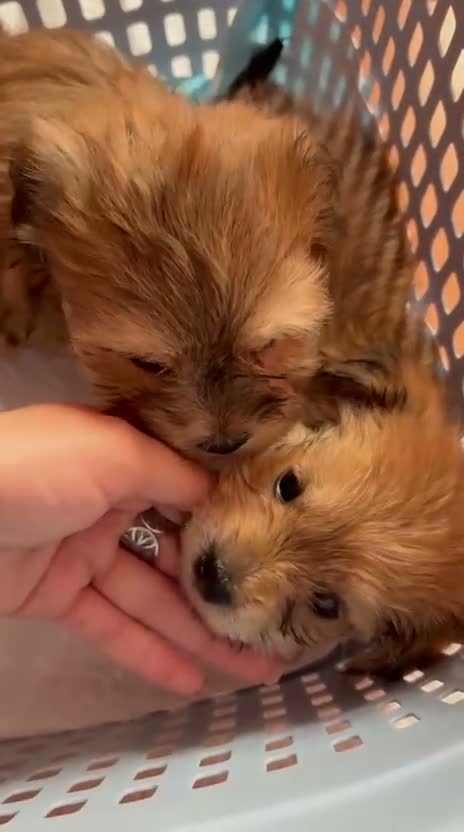 Morkie perros en venta: 🩵🌸 CACHORRITOS MORKIES 🌸🩵 en Murcia - Video 1