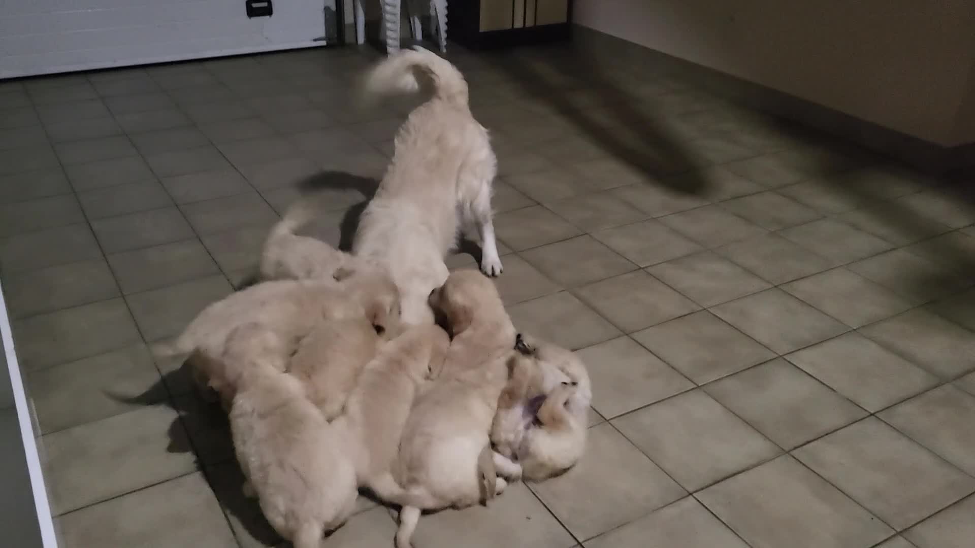 Golden Retriever perros en venta: Golden retriever - Video 2