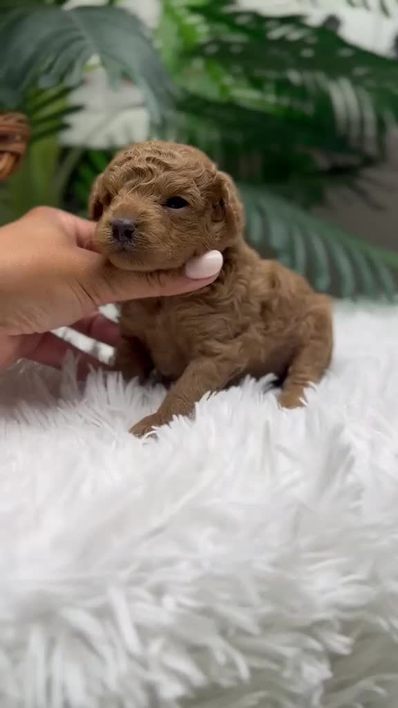 Caniche Toy perros en venta: CANICHE HEMBRA - Video 1