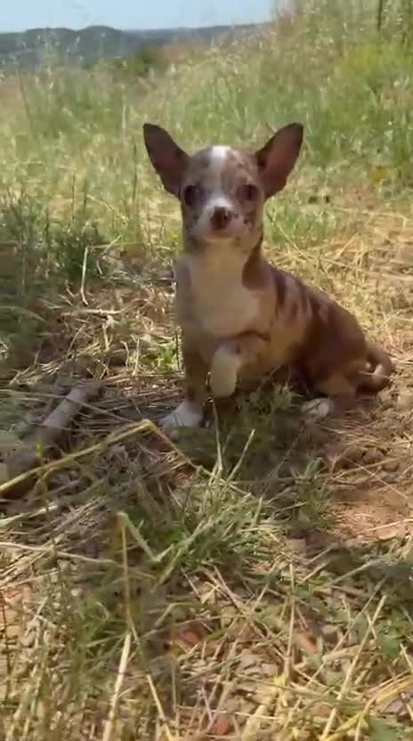 Chihuahua perros en venta: Chihuahua Merle chocolate  - Video 1