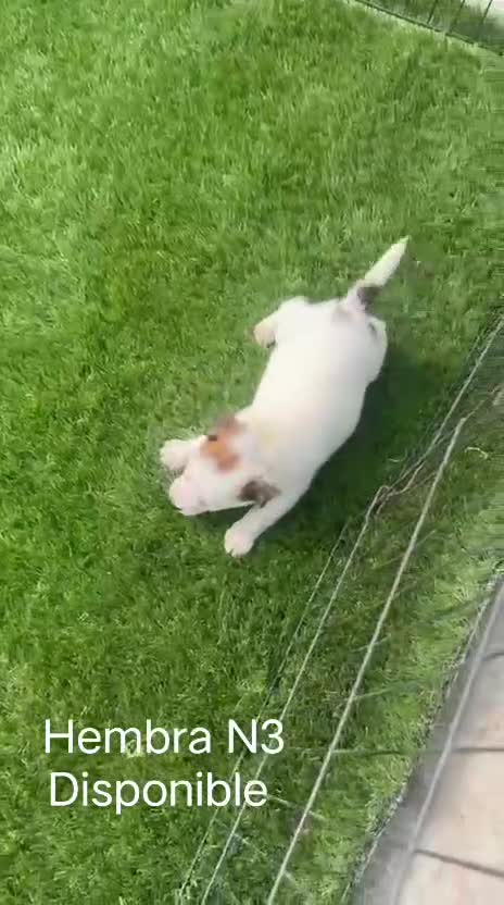 Jack Russell Terrier perros en venta: Jack Russell Pelo Corto y patitas cortas Bicolores - Video 3