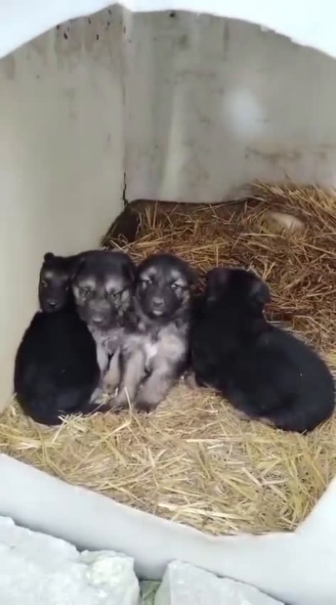 Pastor Alemán perros en venta: Pastor alemán  - Video 1