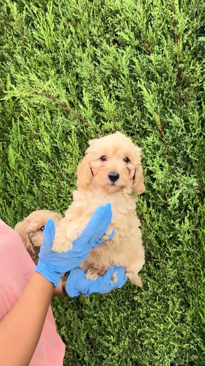 Maltipoo perros en venta: MALTIPOO * MALTIPOO * MALTIPOO - Video 1