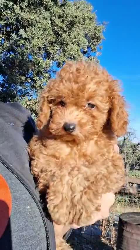 Caniche Toy perros en venta: Caniches toy - Video 2