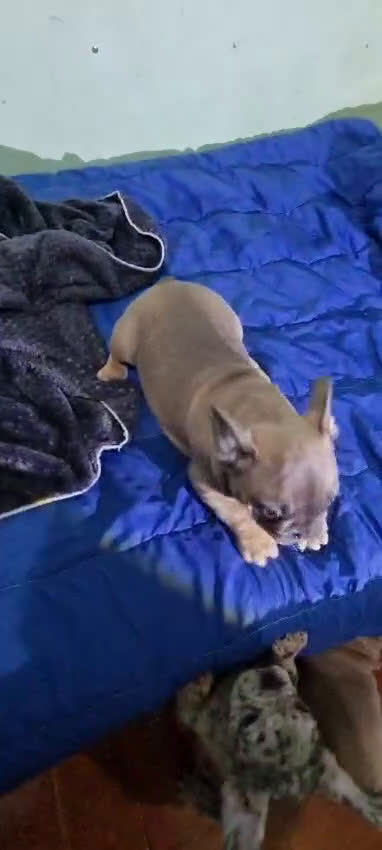 Bulldog Francés perros en venta: Fantásticos bulldog francés fawn ojos claro macho  - Video 2
