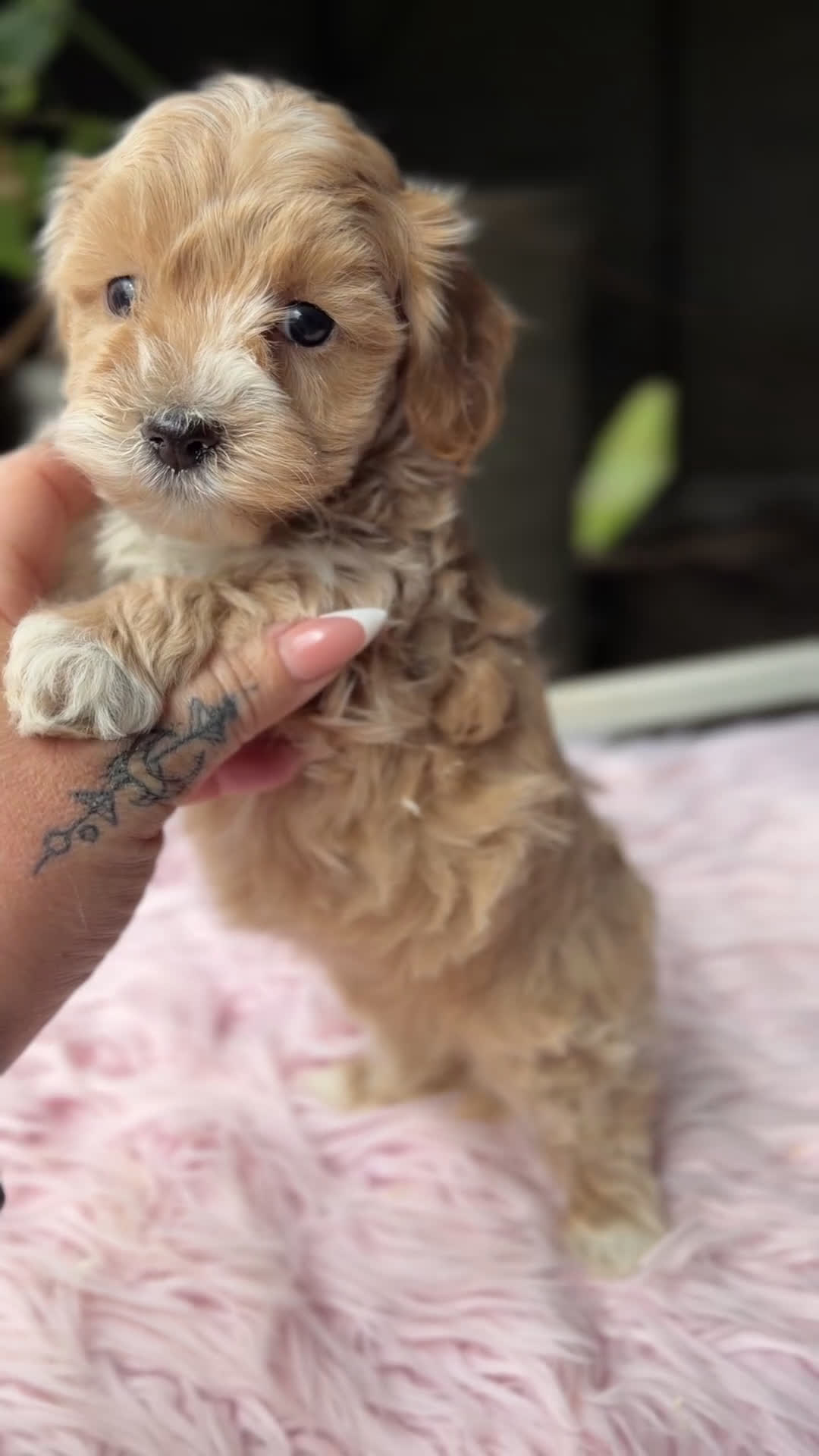 Maltipoo perros en venta: Maltipoo Toy  - Video 1