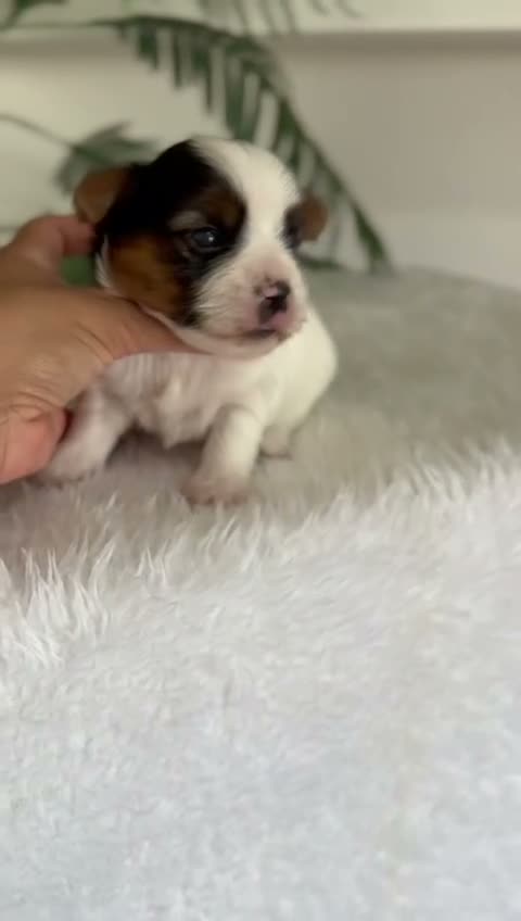 Yorkshire Terrier perros en venta: YORKSHIRE BIEWER  - Video 1