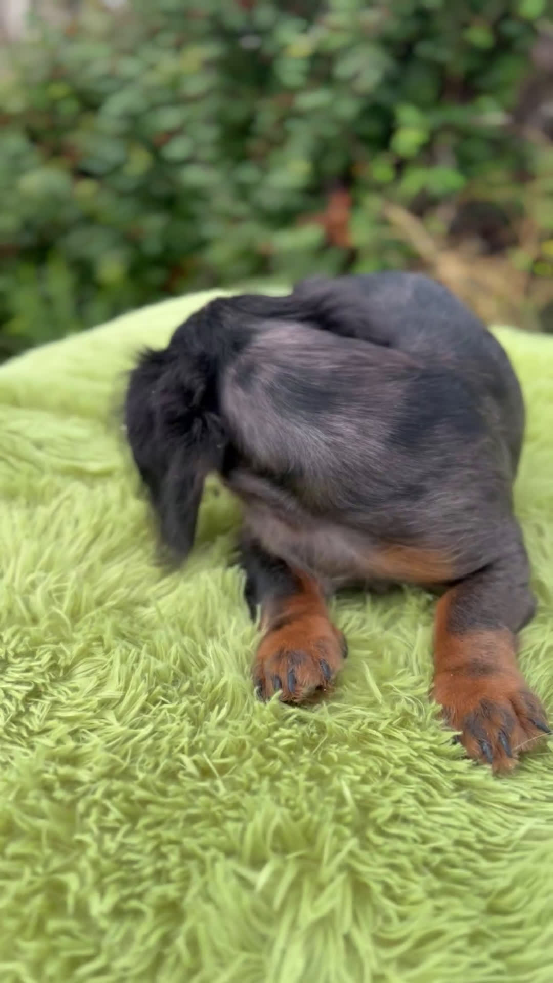 Teckel Miniatura perros en venta: Teckel pelo largo  - Video 1