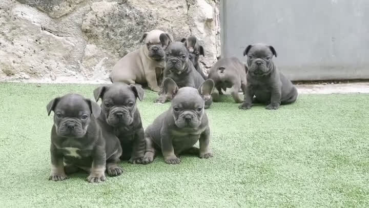 Bulldog Francés perros en venta: Bulldog francés Blue  - Video 1