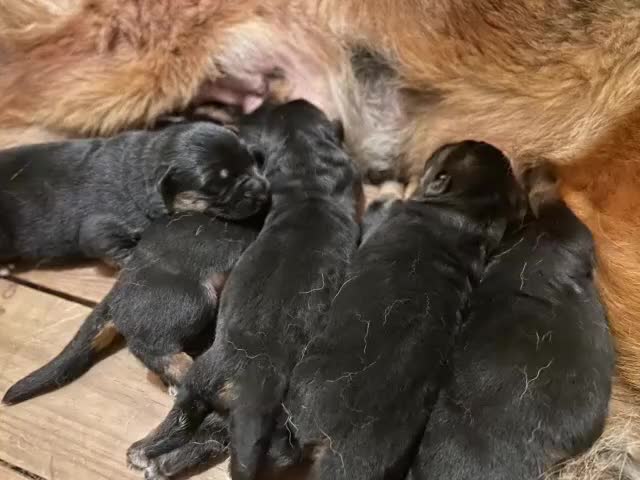 Pastor Alemán perros en venta: Espectaculares cachorros de pastor alemán  - Video 3