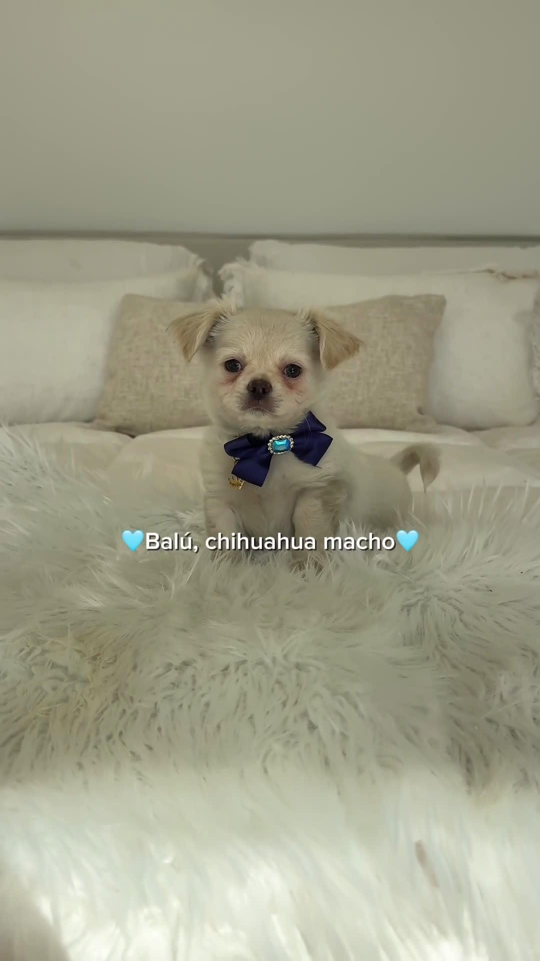 Chihuahua perros en venta: Chihuahua pelo largo - Video 1