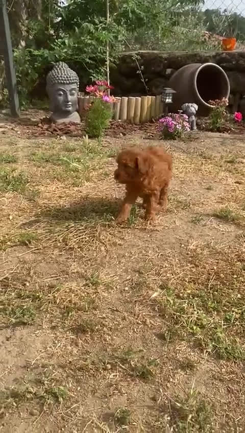 Caniche Toy perros en venta: caniche  - Video 1